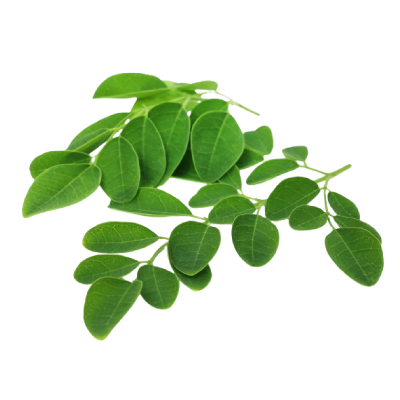 Moringa leaves